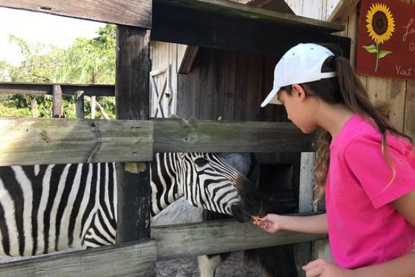 the-friendly-hungry-zebra